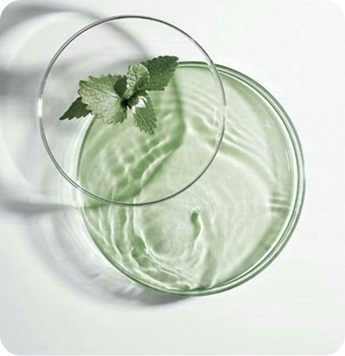 Menthol